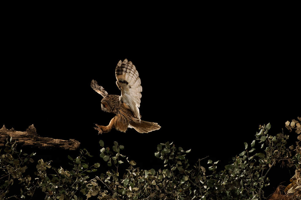 Imagen 1 de la galería de Búho Chico - Long-eared Owl